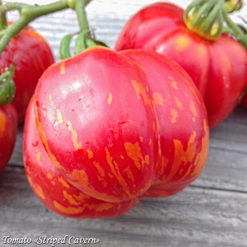 Tomato Striped Cavern